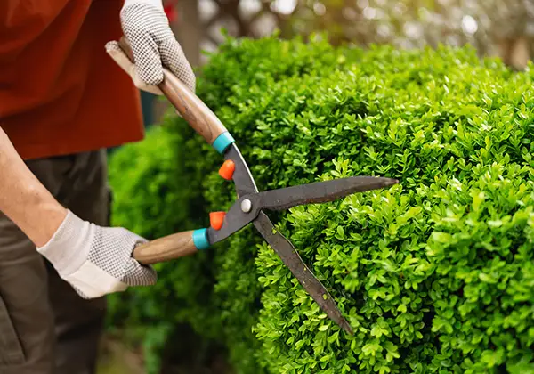 Un accident de jardinage qui a provoqué une lésion des tendons de sa main droite